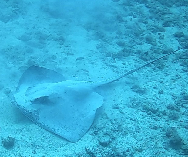 cosa fare Corralejo immersioni