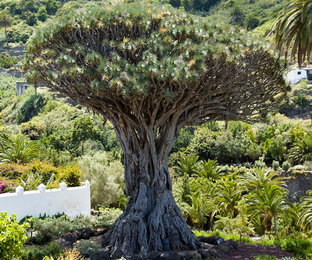 Tenerife Icod de Los Vinos