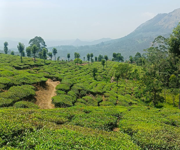 cosa vedere Kerala Cochin