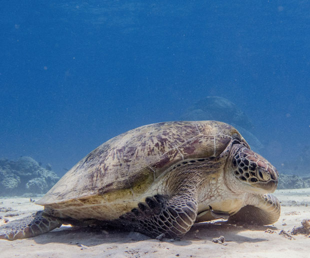 Gili immersioni e snorkeling