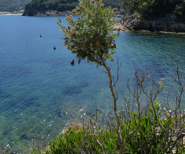 Vacanza Mare Luglio isola elba